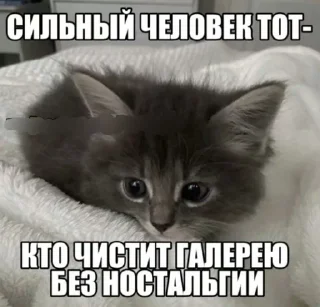 🌟 emoji Заебавшиеся коты 3 Telegram sticker 5 of 120