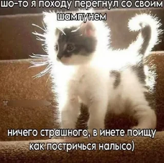 🌟 emoji Заебавшиеся коты 3 Telegram sticker 23 of 120