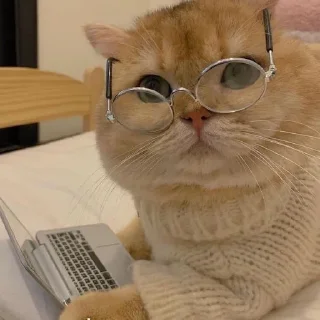 🐱 emoji Котики в очках Telegram sticker 17 of 19