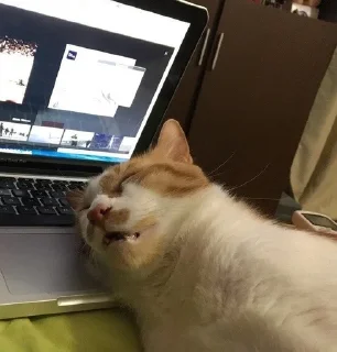 🐱 emoji Котики в очках Telegram sticker 11 of 19