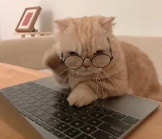 🐱 emoji Котики в очках Telegram sticker 18 of 19