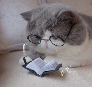 🐱 emoji Котики в очках Telegram sticker 7 of 19