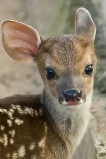 🦌 emoji ani @mytorments Telegram sticker 12 of 36