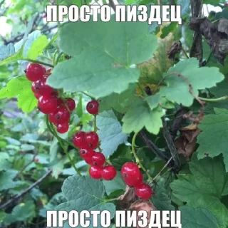 🌟 emoji дб хер Telegram sticker 23 of 77