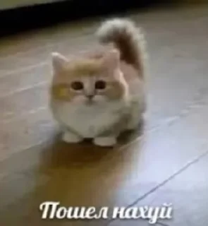 🌟 emoji фигняалины Telegram sticker 11 of 105