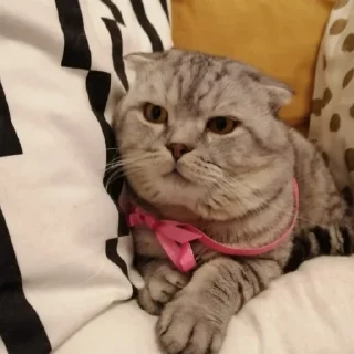 😕 emoji Юля и Мишка Telegram sticker 17 of 30