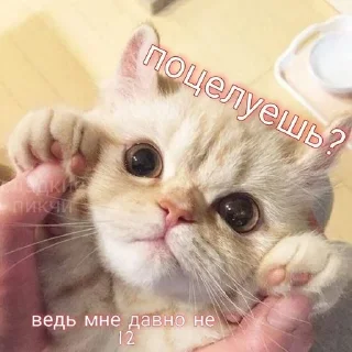 ❓ emoji masblit Telegram sticker 8 of 37