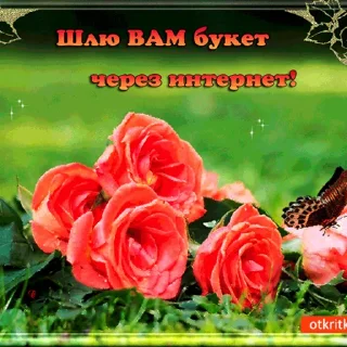 💐 emoji BOOMER CARDS Telegram sticker 1 of 44