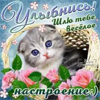 🐱 emoji BOOMER CARDS Telegram sticker 23 of 44