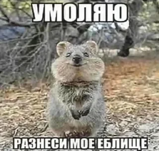 🌟 emoji довбоєбізм Telegram sticker 10 of 114