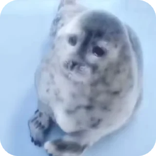 🤬 emoji тюленчики Telegram sticker 24 of 24
