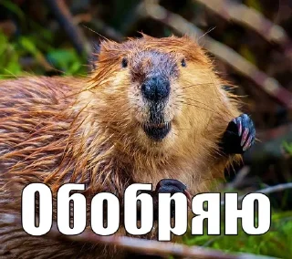 🦫 emoji СЮДА - @rozygryshi_ot_bobra Telegram sticker 7 of 12