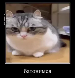 Sticker from Сво мобилизация @floppa_5555