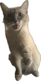 🌟 emoji Лея @Vlad_939 Telegram sticker 14 of 50