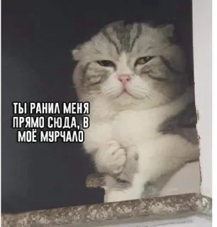 😢 emoji Мемы с котами Telegram sticker 9 of 23