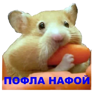☹️ emoji @TVstickers Hamster Telegram sticker 17 of 42
