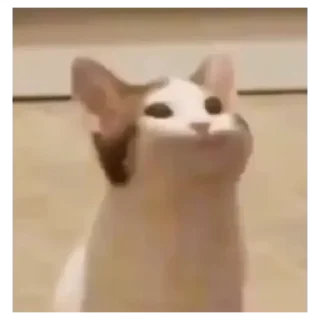 😂 emoji Коты Telegram sticker 7 of 30