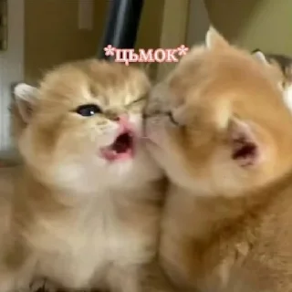 😘 emoji підвал мемів Telegram sticker 11 of 52