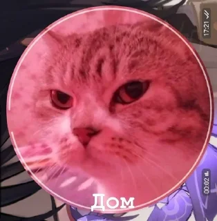 😁 emoji the life of two cats Telegram sticker 13 of 94