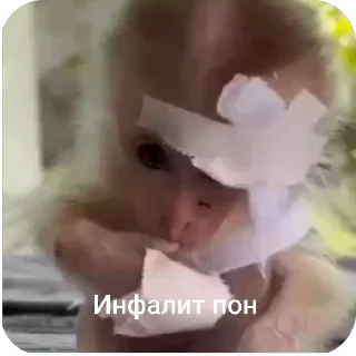 Sticker from Monkey by от@Brad_Blog