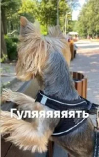 🐕 emoji Ричи не рычи Telegram sticker 7 of 22