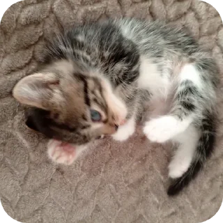 🐱 emoji Пушистек Telegram sticker 6 of 13