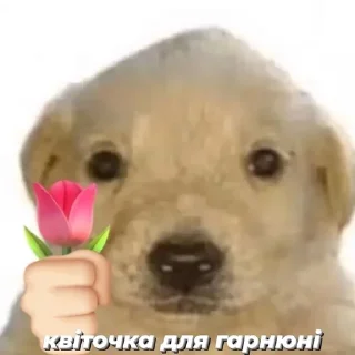 🌸 emoji ну а що казати.. @ashchokazatynuhuy Telegram sticker 10 of 105