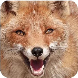 🦊 emoji Лисы @foxgreyfr Telegram sticker 11 of 17