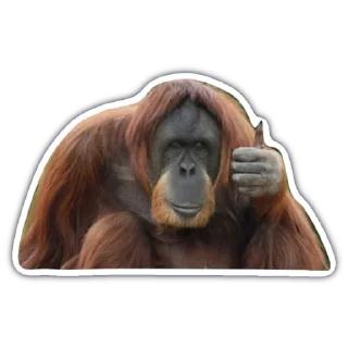 👍 emoji monkey Telegram sticker 13 of 18