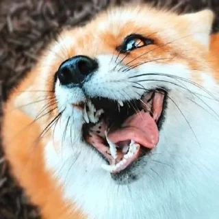 😋 emoji foxes🦊🧡 Telegram sticker 17 of 32