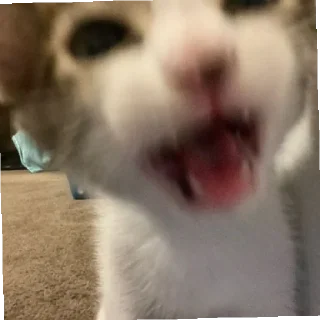 🐈 emoji Сонечка Telegram sticker 23 of 31