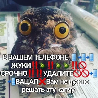 🦉 emoji СОВА Telegram sticker 3 of 24