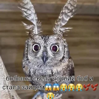 🫘 emoji СОВА Telegram sticker 22 of 24