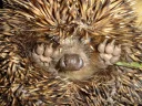 Sticker from hedgehog