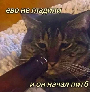 Sticker from да, Ларёк, это кошки