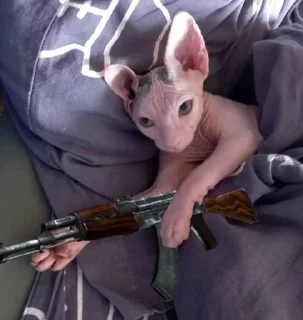 😼 emoji what the fuck? where is my baby? Telegram sticker 21 of 64