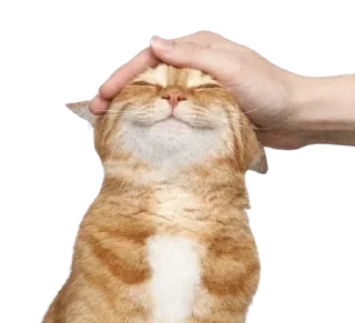 🤭 emoji Book_voyage Telegram sticker 24 of 33