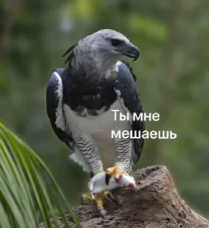 🦅 emoji Гарпия Орёл Telegram sticker 6 of 21