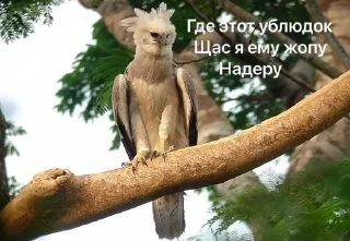 😠 emoji Гарпия Орёл Telegram sticker 19 of 21