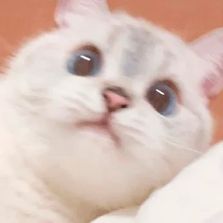 😳 emoji Nana the charming cat Telegram sticker 21 of 26