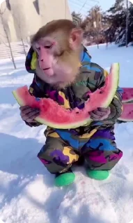 Sticker from monkey