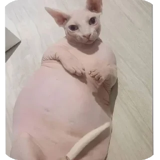 🐱 emoji Жирные сфинксы убивают Telegram sticker 16 of 23