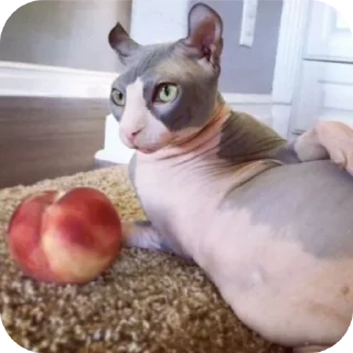 😏 emoji Жирные сфинксы убивают Telegram sticker 8 of 23