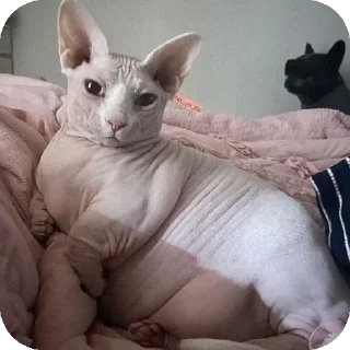 🐱 emoji Жирные сфинксы убивают Telegram sticker 21 of 23