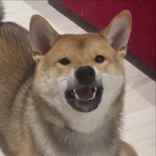 🐕 emoji Анимированный Оски Telegram sticker 17 of 41