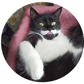 🤨 emoji 🐈‍⬛кошечка тоши🐈‍⬛ Telegram sticker 9 of 43