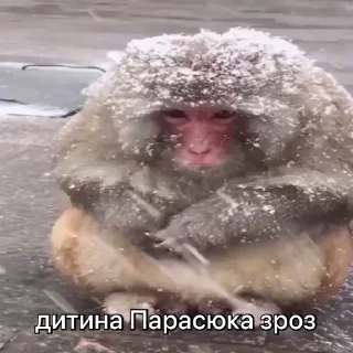 ❄️ emoji зроз 3 @zroz_monkey Telegram sticker 7 of 31