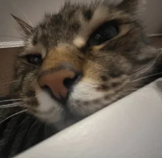 😾 emoji мой любимый Telegram sticker 20 of 21