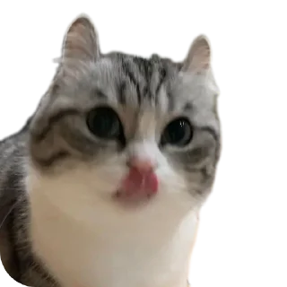 🐱 emoji Стрипси Telegram sticker 22 of 46