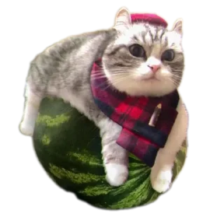🐱 emoji Стрипси Telegram sticker 15 of 46